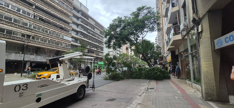 Árbol caído en Nueva Córdoba.