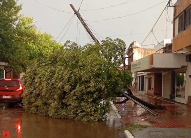 Árboles caídos en Oncativo (gentileza: El Diario del Pueblo).