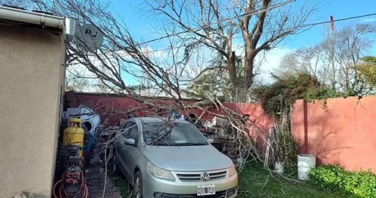 Árboles caídos y destrozos por el viento: las ráfagas llegaron a 100 km/h en Córdoba capital