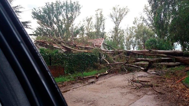 Árboles, postes y carteles caídos, las consecuencias del temporal. Foto enviada por Pablo Pittaluga a través de El Doce y Vos.