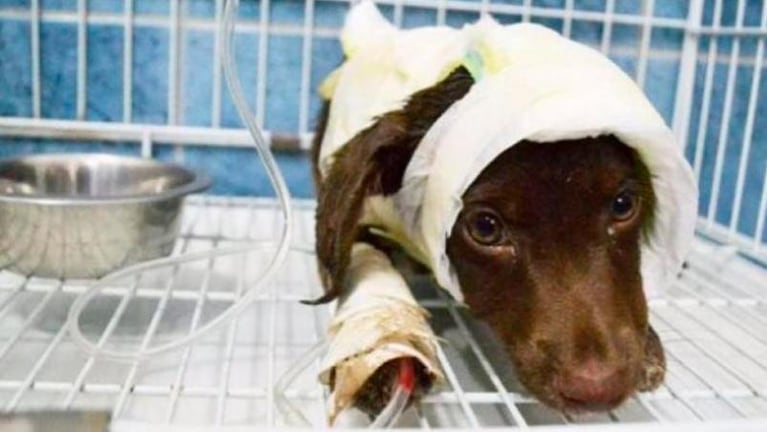 Arranca el juicio por la muerte de Chocolate, el perro despellejado en San Francisco