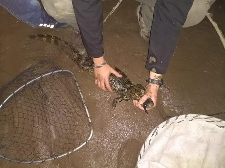 Arrojó yacarés al río Cuarto en La Carlota y grabó el video