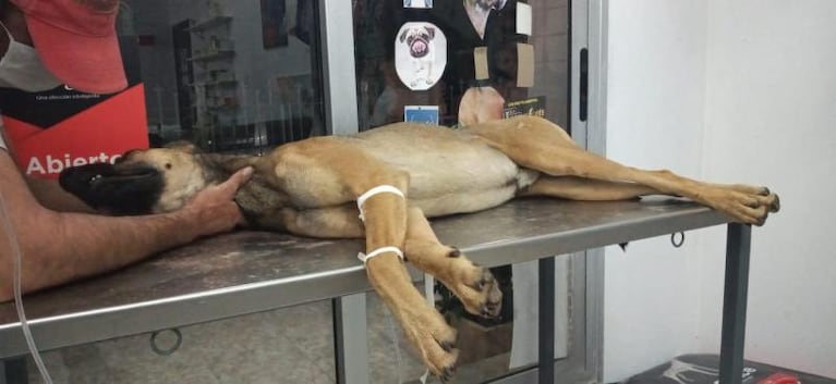 Asesinaron a 10 perros en Sacanta: sospechan que fueron envenenados con estricnina