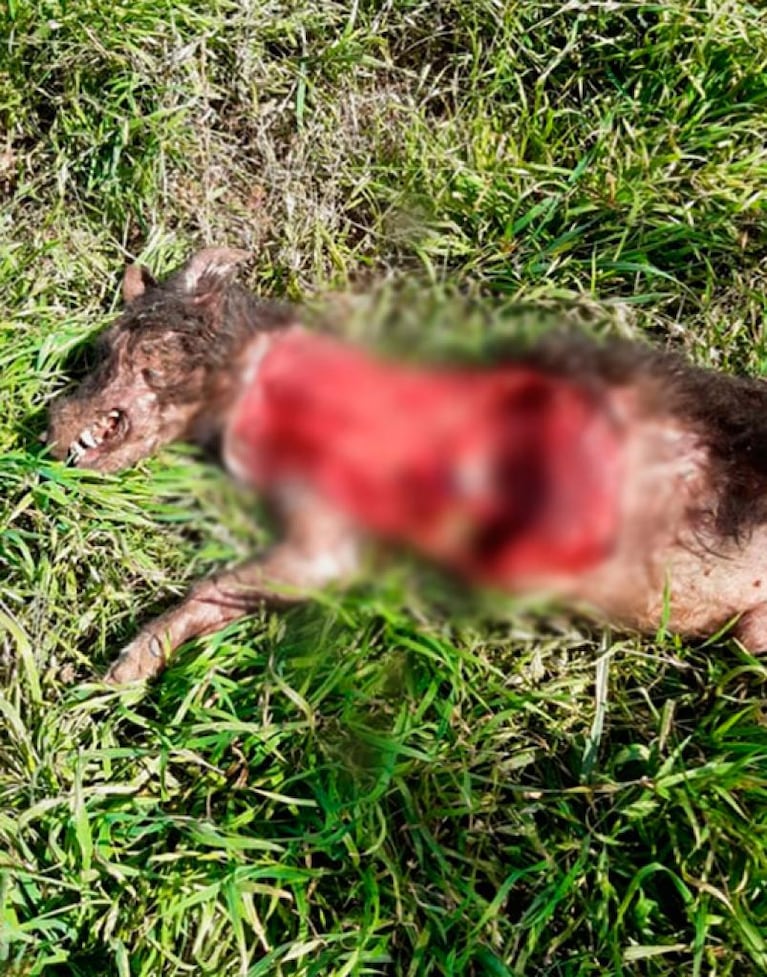 Asesinaron brutalmente a un perro: lo despellejaron y lo dejaron colgado