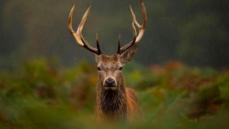 Asesinó a cientos de ciervos y lo condenan a ver “Bambi” una vez por mes