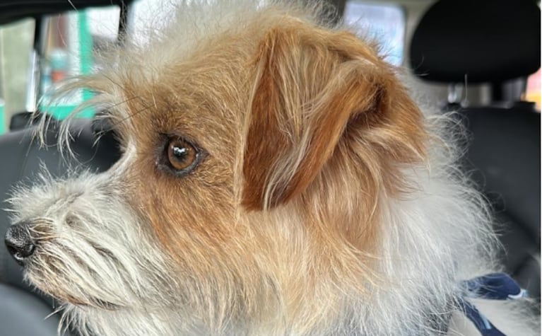 Asesinó a un perro que era soporte emocional de una niña con epilepsia en Córdoba y amenazó a sus padres