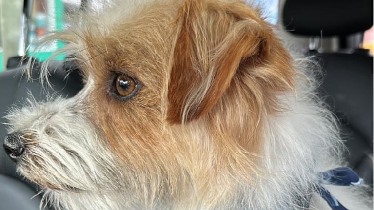 Asesinó a un perro que era soporte emocional de una niña con epilepsia en Córdoba y amenazó a sus padres