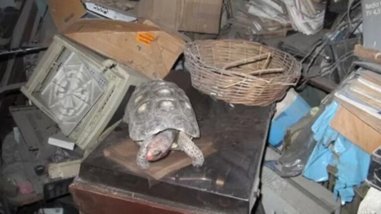 Así apareció la tortuga luego de 34 años.