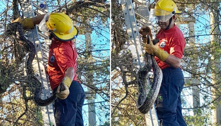 Así bajaron al reptil del árbol.