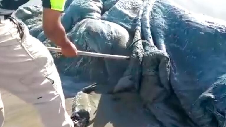 Así era el misterioso monstruo marino.