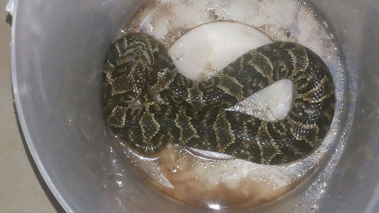 Así era la víbora que encontraron en el patio de su casa.