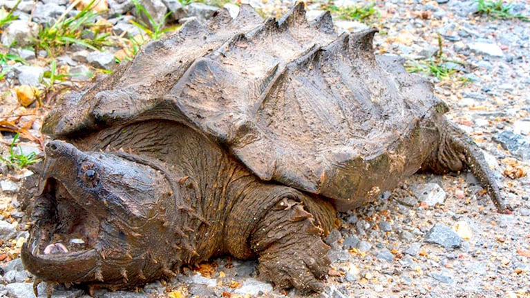 Así es la impactante tortuga cocodrilo hallada en un río.