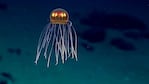 Así es la medusa "alienígena" que encontraron en la Fosa de las Marianas.