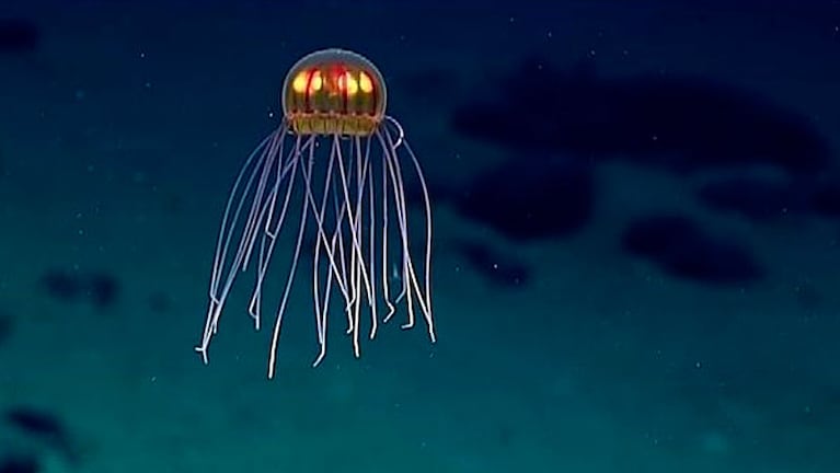 Así es la medusa "alienígena" que encontraron en la Fosa de las Marianas.