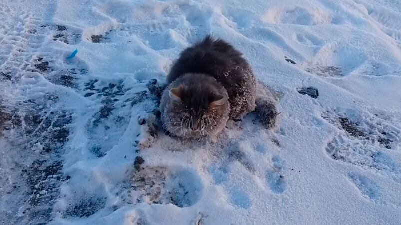 Así fue encontrado el gato sobre el hielo.