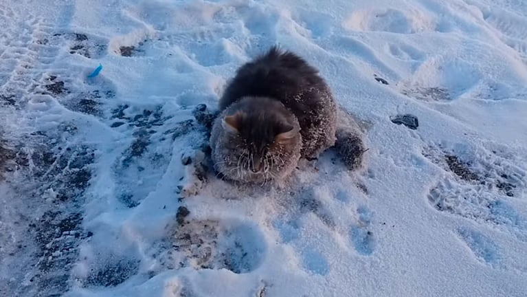 Así fue encontrado el gato sobre el hielo.