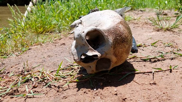 Así fue hallado el cráneo al costado del Ctalamochita. 