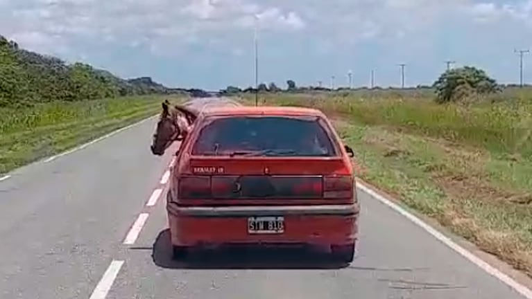 Así iba el caballo adentro de un auto por una ruta de Córdoba.