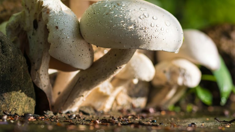 Así participan los hongos del suelo en el ciclo del agua