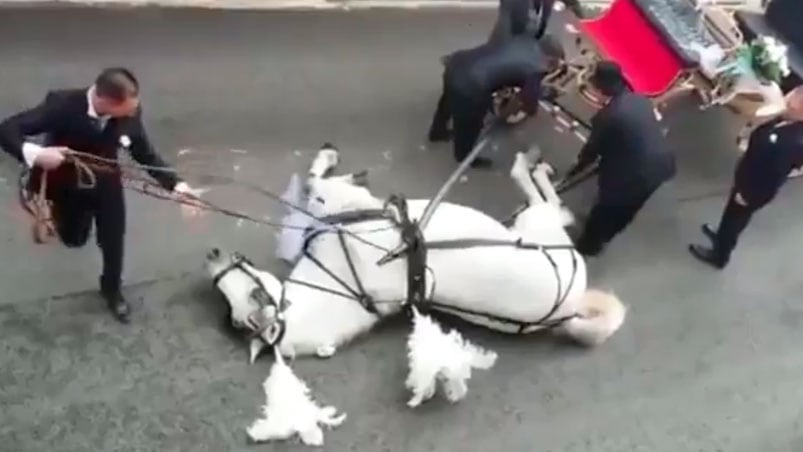 Así quedó el caballo tras caer exhausto.