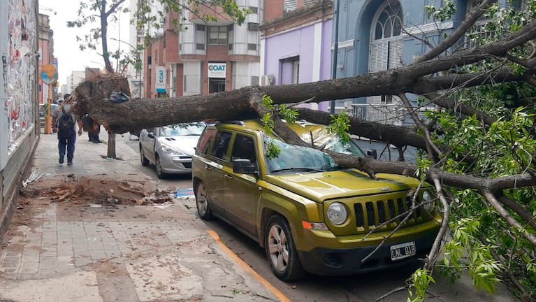 Así quedó la camioneta Jeep tras la caída de un árbol en la ciudad. Foto: Julieta Pelayo/ElDoce.tv.