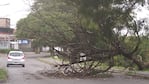 Así quedó tendido un árbol en la Costanera a la altura del Puente del Trabajo. 