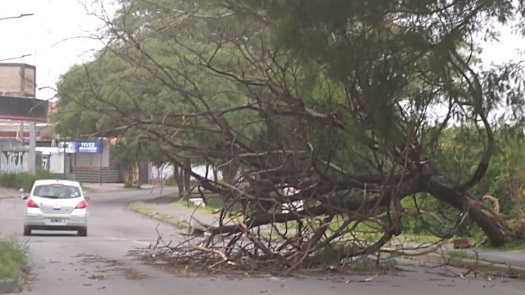 Así quedó tendido un árbol en la Costanera a la altura del Puente del Trabajo.