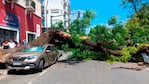 Así quedó uno de los autos aplastados por el árbol. Foto: Fido Cuestas / El Doce.