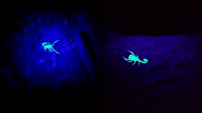 Así se ven los escorpiones de noche con luz ultravioleta.