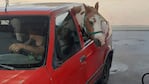 Así viajaba el poni adentro de un auto.