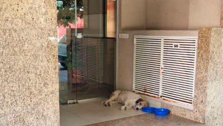 Asistió a un perro moribundo y lo multaron por “afectar la estética” del edificio