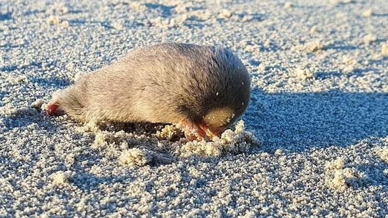 Asombro por la aparición de un raro animal con "superpoderes" que se creía extinto