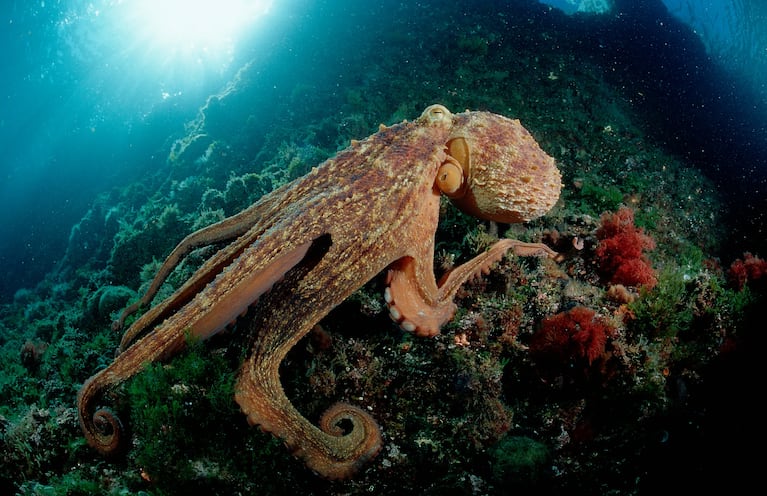 Asombroso: encontraron a un pulpo con un noveno tentáculo que aprendió a hacer cosas por su cuenta