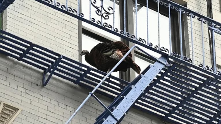 Astoria trepada a un edificio de Nueva York.