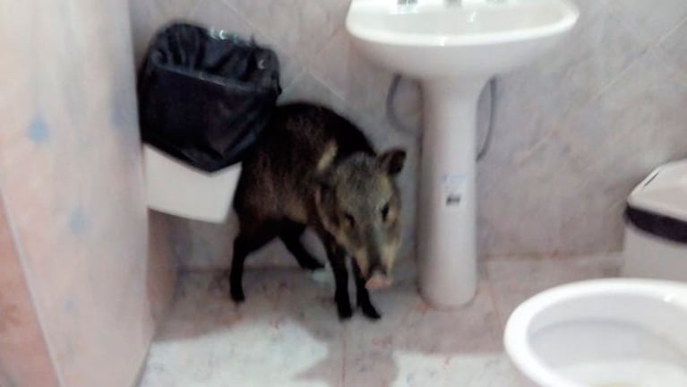 Asustado, el Pecarí de Collar se refugió en una de las esquinas. / Foto: Policía de Córdoba