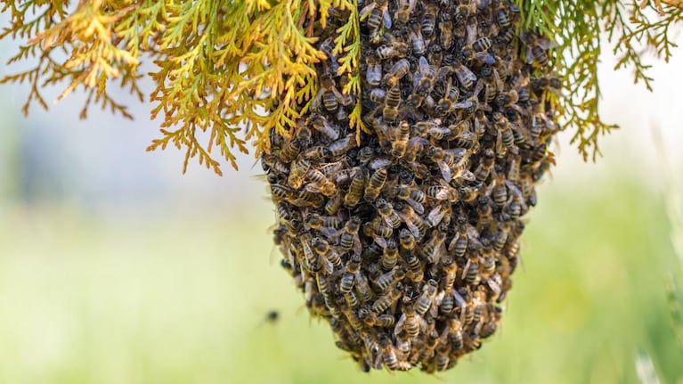 Ataque de abejas en Parque Siquiman.