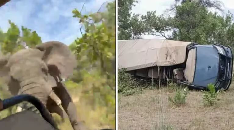 Ataque de elefante en Zamibia.