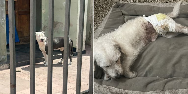 ataque pitbull córdoba