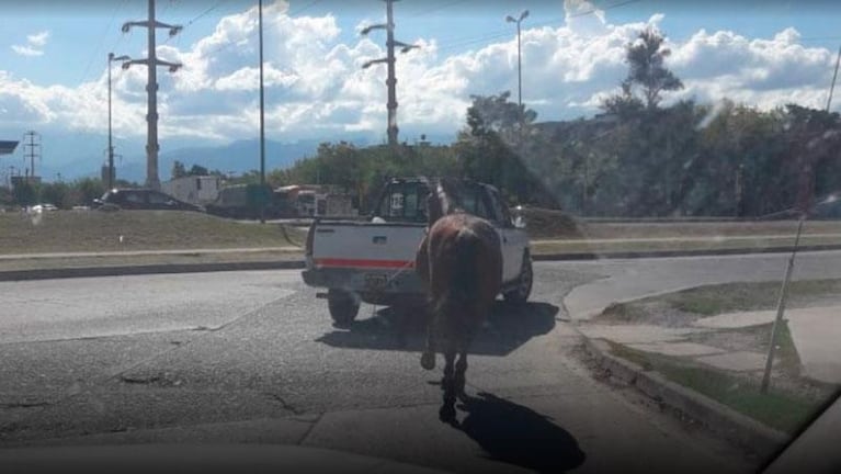 Ató un caballo a la camioneta y lo sacó a correr