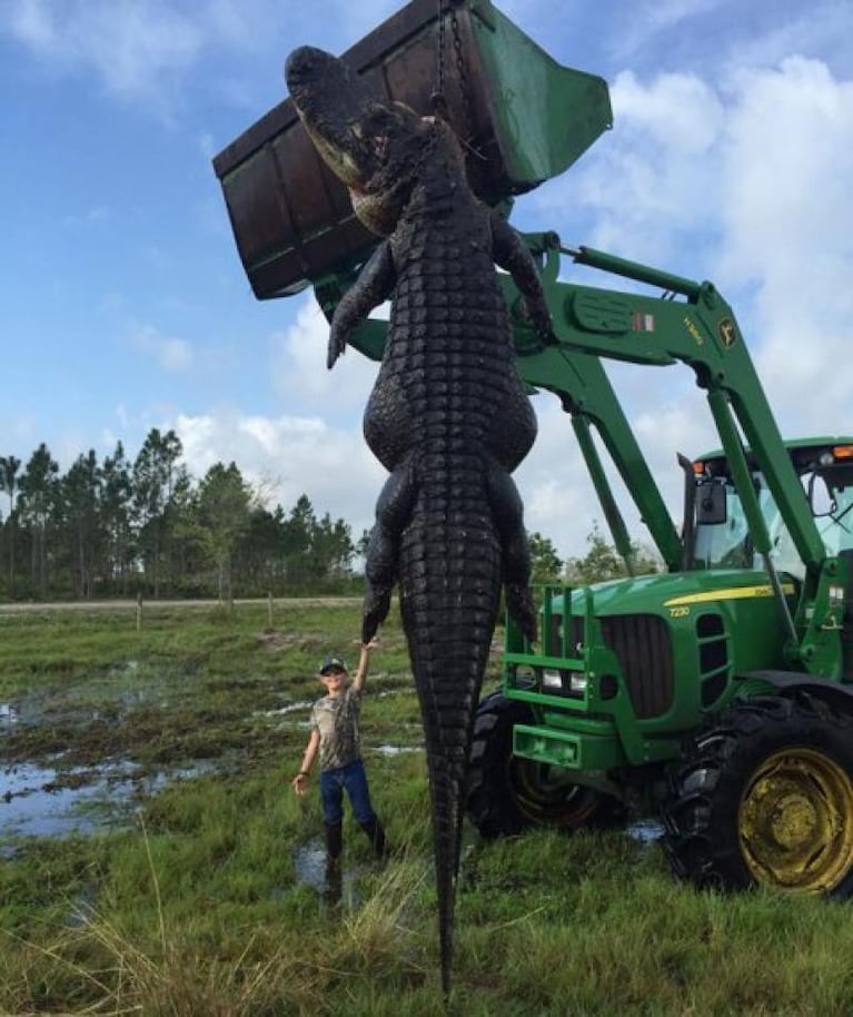 Atrapan a un monstruoso cocodrilo