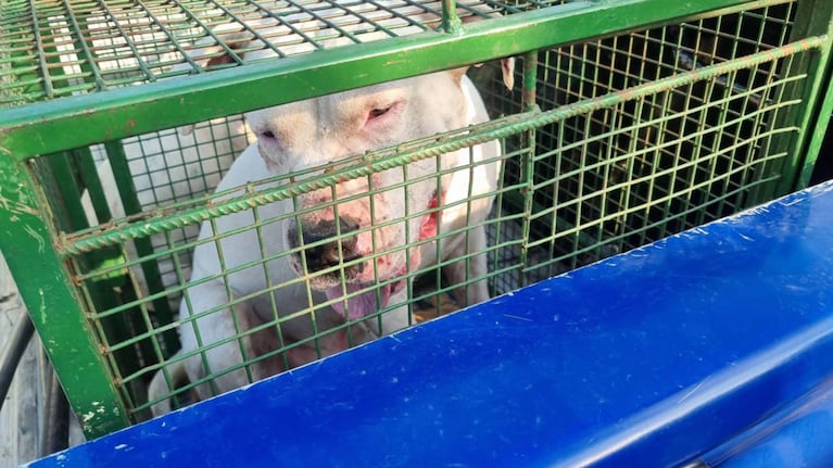 Atraparon a dos perros sueltos en la ciudad de Córdoba.