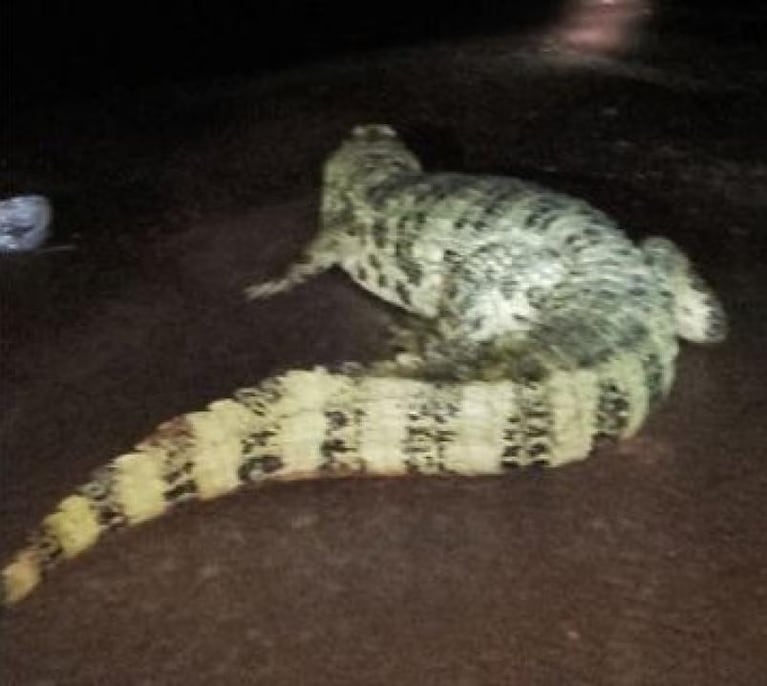 Atraparon a un yacaré en un hotel de Iguazú