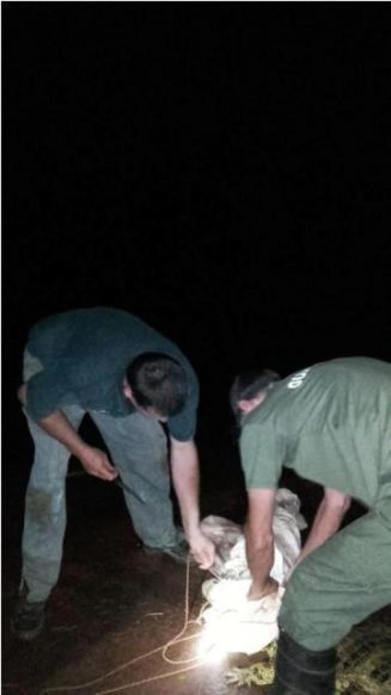 Atraparon a un yacaré en un hotel de Iguazú