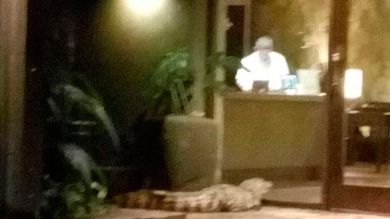 Atraparon a un yacaré en un hotel de Iguazú