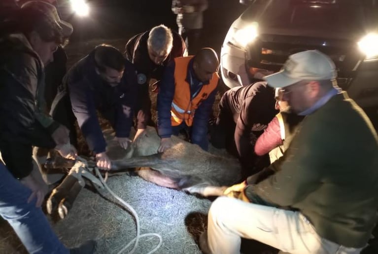 Atraparon al ciervo del Aeropuerto: cómo fue el operativo y qué harán con el animal