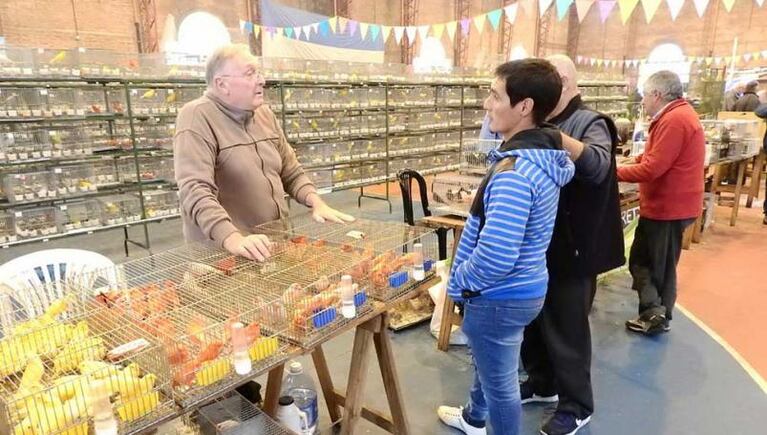 Augusto, el canario cordobés campeón mundial en ornitología