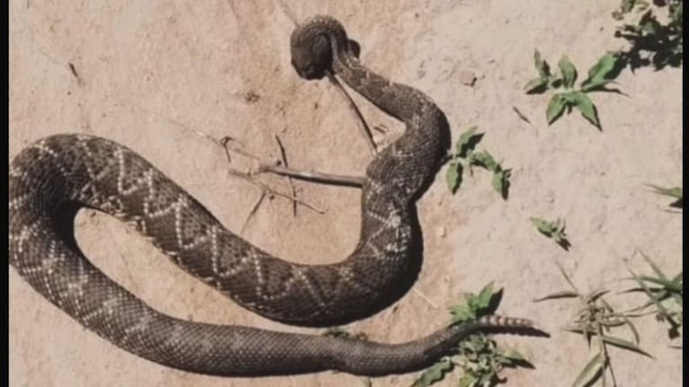 Aumentan las mordeduras de víboras y las picaduras de alacranes en Córdoba: recomendaciones