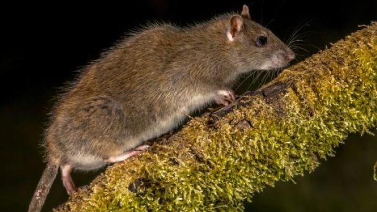 Aumento de casos de leptosiris en diferentes puntos del país.