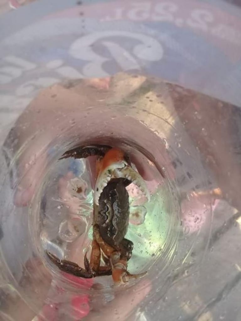 ¡Aventura de domingo! Un grupo de nenes atrapó cangrejos en la laguna del Parque Sarmiento