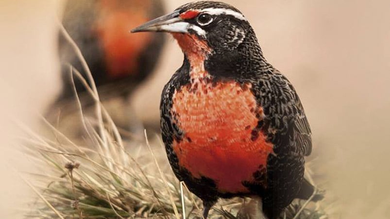 "Aves en familia" es el segundo libro del autor cordobés.